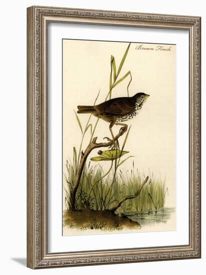Brown Finch-John James Audubon-Framed Art Print