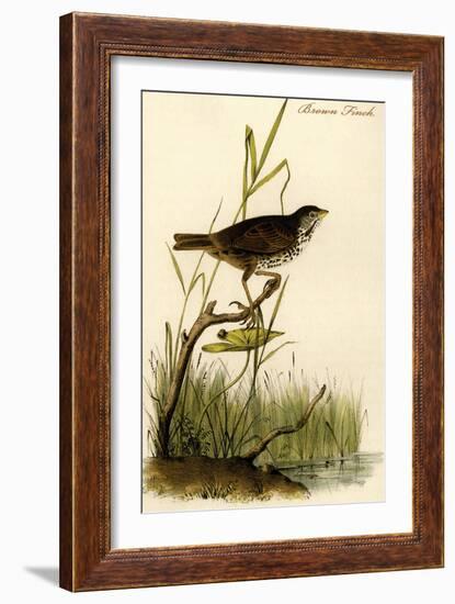 Brown Finch-John James Audubon-Framed Art Print