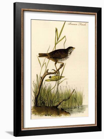 Brown Finch-John James Audubon-Framed Art Print