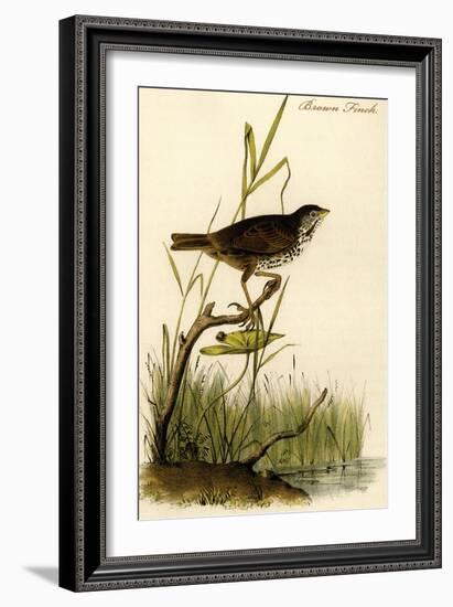 Brown Finch-John James Audubon-Framed Art Print