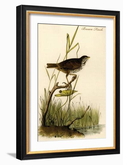 Brown Finch-John James Audubon-Framed Art Print