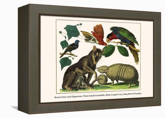 Brown Four-Eyed Oppossum, Three Banded Armadillo, Black Capped Lory, King Bird of Paradise-Albertus Seba-Framed Stretched Canvas