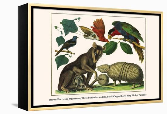 Brown Four-Eyed Oppossum, Three Banded Armadillo, Black Capped Lory, King Bird of Paradise-Albertus Seba-Framed Stretched Canvas