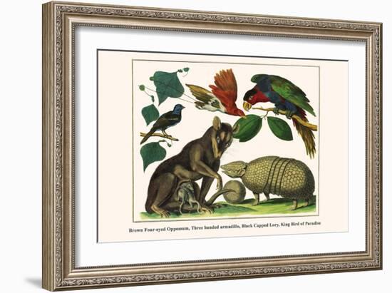 Brown Four-Eyed Oppossum, Three Banded Armadillo, Black Capped Lory, King Bird of Paradise-Albertus Seba-Framed Art Print