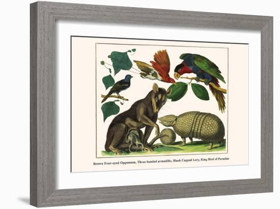 Brown Four-Eyed Oppossum, Three Banded Armadillo, Black Capped Lory, King Bird of Paradise-Albertus Seba-Framed Art Print