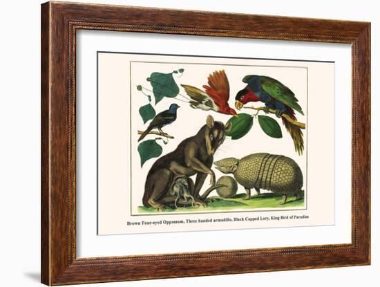 Brown Four-Eyed Oppossum, Three Banded Armadillo, Black Capped Lory, King Bird of Paradise-Albertus Seba-Framed Art Print