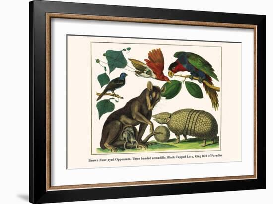 Brown Four-Eyed Oppossum, Three Banded Armadillo, Black Capped Lory, King Bird of Paradise-Albertus Seba-Framed Art Print