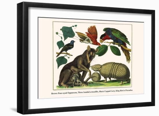 Brown Four-Eyed Oppossum, Three Banded Armadillo, Black Capped Lory, King Bird of Paradise-Albertus Seba-Framed Art Print