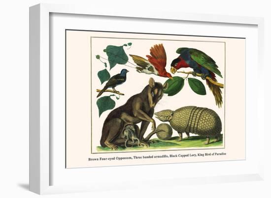 Brown Four-Eyed Oppossum, Three Banded Armadillo, Black Capped Lory, King Bird of Paradise-Albertus Seba-Framed Art Print