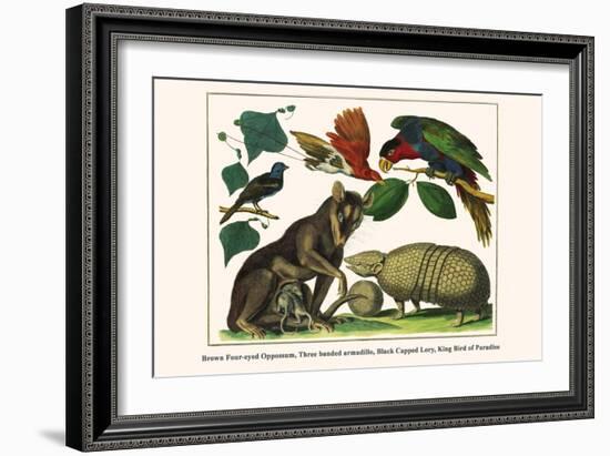 Brown Four-Eyed Oppossum, Three Banded Armadillo, Black Capped Lory, King Bird of Paradise-Albertus Seba-Framed Art Print