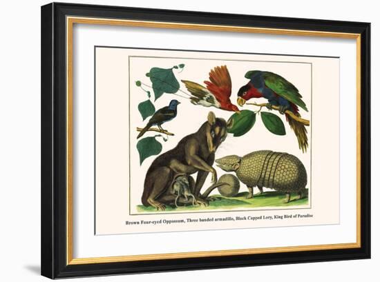 Brown Four-Eyed Oppossum, Three Banded Armadillo, Black Capped Lory, King Bird of Paradise-Albertus Seba-Framed Art Print