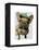 Brown French Bulldog with Green Hat-Fab Funky-Framed Stretched Canvas