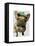 Brown French Bulldog with Green Hat-Fab Funky-Framed Stretched Canvas