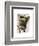 Brown French Bulldog with Green Hat-Fab Funky-Framed Art Print