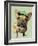 Brown French Bulldog with Green Hat-Fab Funky-Framed Art Print