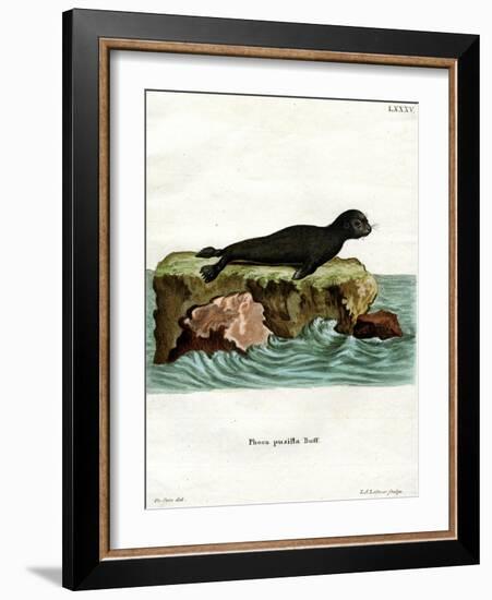 Brown Fur Seal-null-Framed Giclee Print
