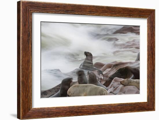 Brown Fur Seals, Arctocephalus Pusillus, Stands Strong Against the Waves in Cape Cross, Namibia-Alex Saberi-Framed Photographic Print