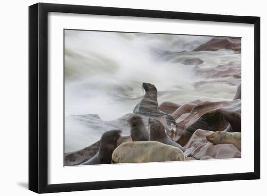 Brown Fur Seals, Arctocephalus Pusillus, Stands Strong Against the Waves in Cape Cross, Namibia-Alex Saberi-Framed Photographic Print