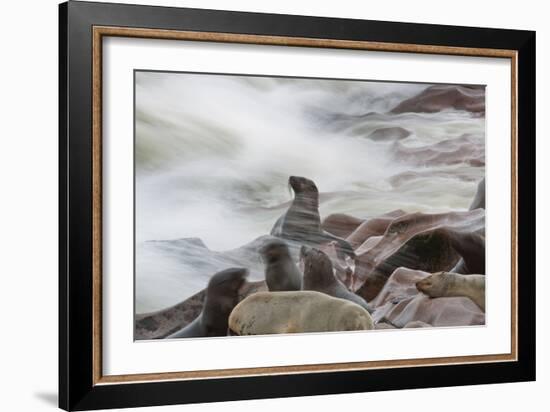 Brown Fur Seals, Arctocephalus Pusillus, Stands Strong Against the Waves in Cape Cross, Namibia-Alex Saberi-Framed Photographic Print