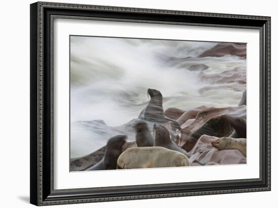 Brown Fur Seals, Arctocephalus Pusillus, Stands Strong Against the Waves in Cape Cross, Namibia-Alex Saberi-Framed Photographic Print