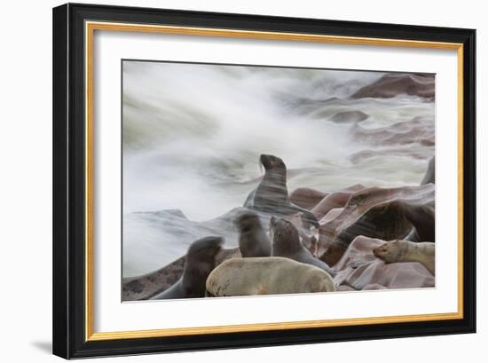 Brown Fur Seals, Arctocephalus Pusillus, Stands Strong Against the Waves in Cape Cross, Namibia-Alex Saberi-Framed Photographic Print