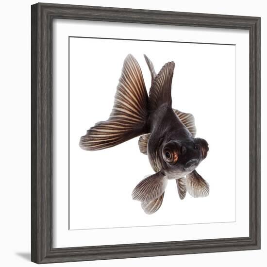 Brown Goldfish Isolated on White Background without Shadow-Vangert-Framed Photographic Print