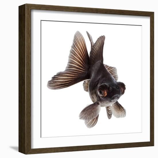 Brown Goldfish Isolated on White Background without Shadow-Vangert-Framed Photographic Print