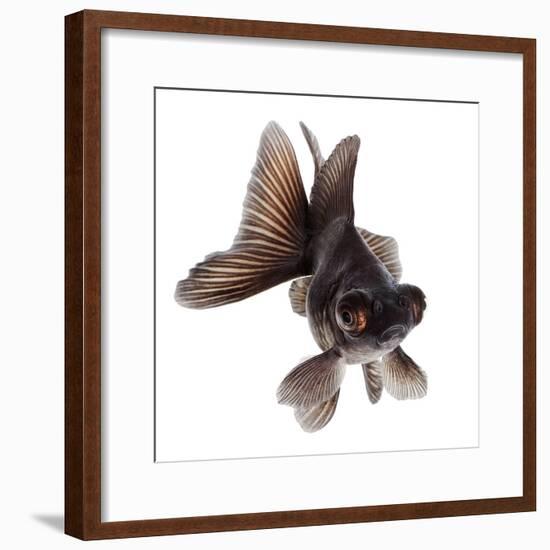 Brown Goldfish Isolated on White Background without Shadow-Vangert-Framed Photographic Print