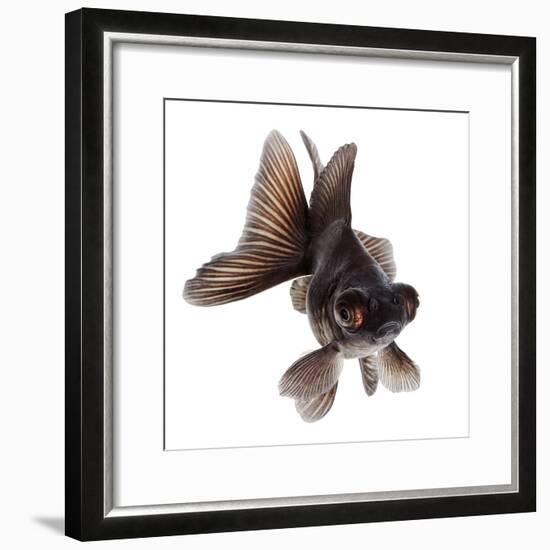 Brown Goldfish Isolated on White Background without Shadow-Vangert-Framed Photographic Print
