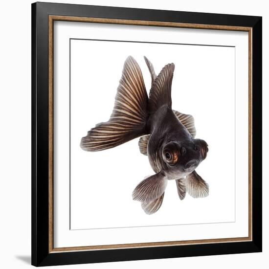 Brown Goldfish Isolated on White Background without Shadow-Vangert-Framed Photographic Print