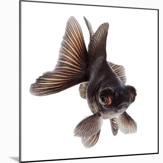 Brown Goldfish Isolated on White Background without Shadow-Vangert-Mounted Photographic Print