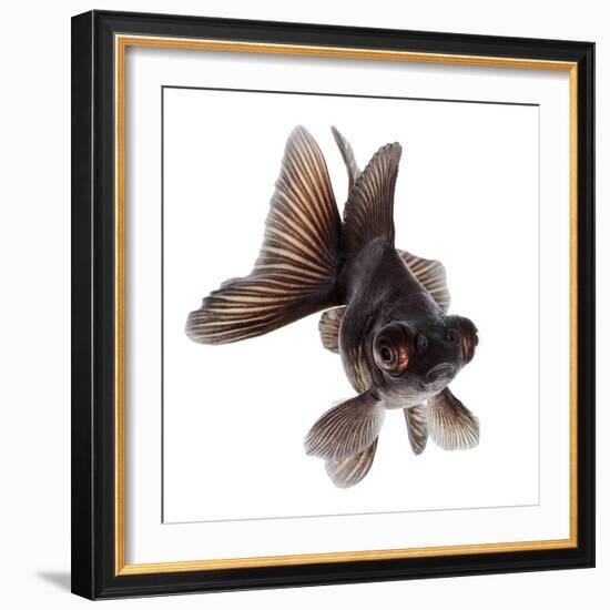 Brown Goldfish Isolated on White Background without Shadow-Vangert-Framed Photographic Print