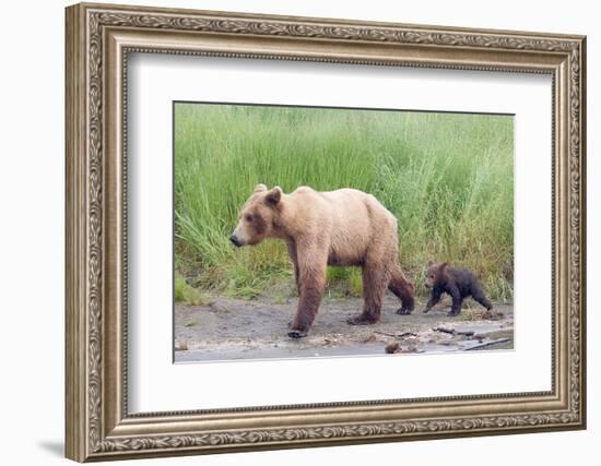 Brown (Grizzly) Bear Mother and Cub-Hal Beral-Framed Photographic Print