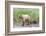 Brown (Grizzly) Bear Mother and Cub-Hal Beral-Framed Photographic Print