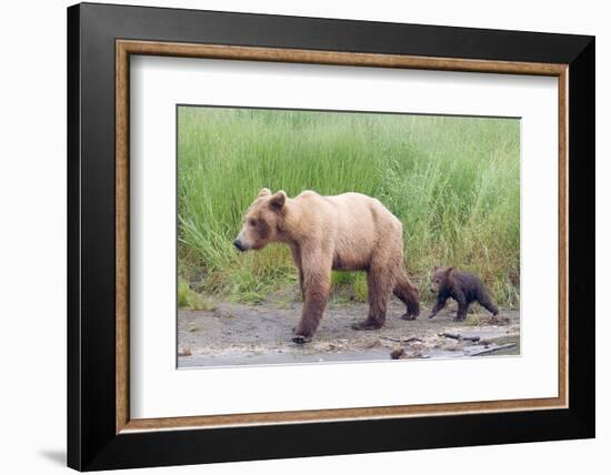 Brown (Grizzly) Bear Mother and Cub-Hal Beral-Framed Photographic Print