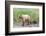 Brown (Grizzly) Bear Mother and Cub-Hal Beral-Framed Photographic Print