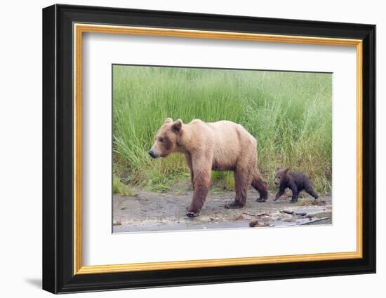 Brown (Grizzly) Bear Mother and Cub-Hal Beral-Framed Photographic Print