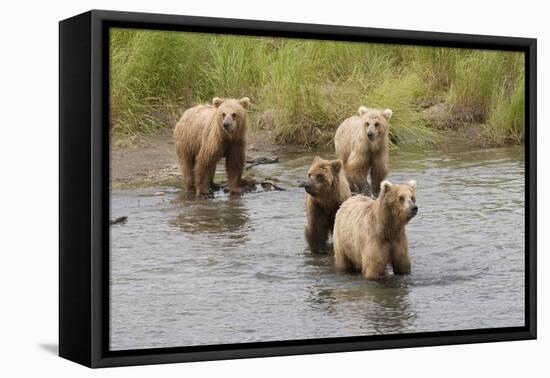 Brown(Grizzly) Bear Mother and Two Year Old Cubs-Hal Beral-Framed Premier Image Canvas