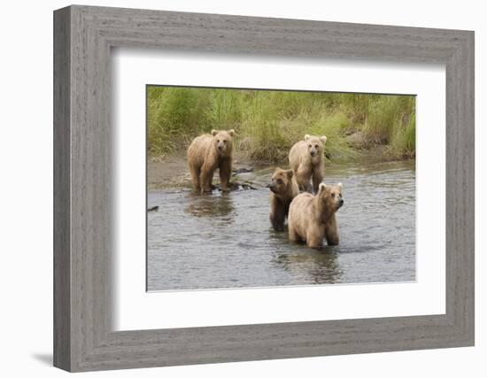 Brown(Grizzly) Bear Mother and Two Year Old Cubs-Hal Beral-Framed Photographic Print