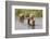 Brown(Grizzly) Bear Mother and Two Year Old Cubs-Hal Beral-Framed Photographic Print