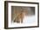 Brown hare adult sitting in a snow covered field, UK-Andrew Parkinson-Framed Photographic Print
