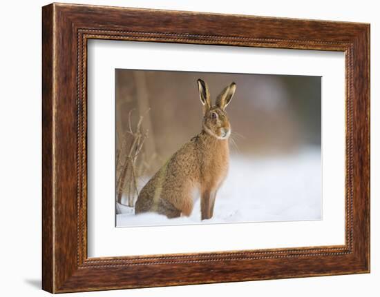 Brown hare adult sitting in a snow covered field, UK-Andrew Parkinson-Framed Photographic Print