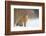 Brown hare adult sitting in a snow covered field, UK-Andrew Parkinson-Framed Photographic Print