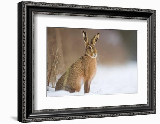 Brown hare adult sitting in a snow covered field, UK-Andrew Parkinson-Framed Photographic Print