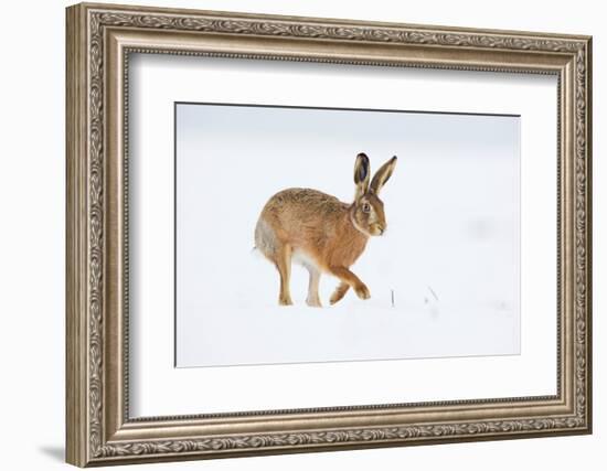 Brown hare adult walking across snowy field, Derbyshire, UK-Andrew Parkinson-Framed Photographic Print