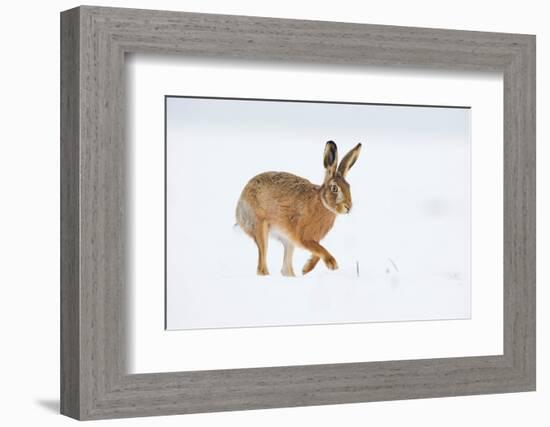 Brown hare adult walking across snowy field, Derbyshire, UK-Andrew Parkinson-Framed Photographic Print