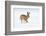 Brown hare adult walking across snowy field, Derbyshire, UK-Andrew Parkinson-Framed Photographic Print