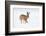 Brown hare adult walking across snowy field, Derbyshire, UK-Andrew Parkinson-Framed Photographic Print