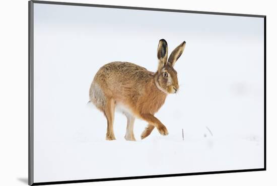 Brown hare adult walking across snowy field, Derbyshire, UK-Andrew Parkinson-Mounted Photographic Print
