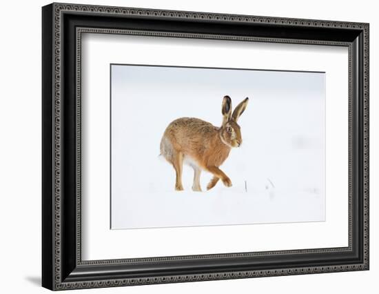 Brown hare adult walking across snowy field, Derbyshire, UK-Andrew Parkinson-Framed Photographic Print